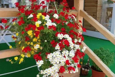 פאזל של flores