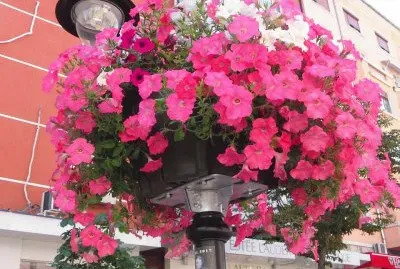 פאזל של flores