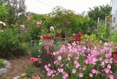 פאזל של jardim