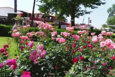 rosas