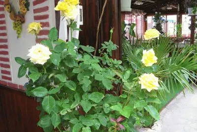 rosas