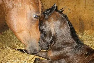 פאזל של yegua y potrillo