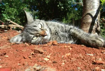 meus animais de estimaÃ§Ã£o