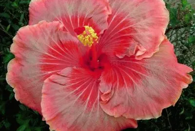 Orange Swirl  Taiwan