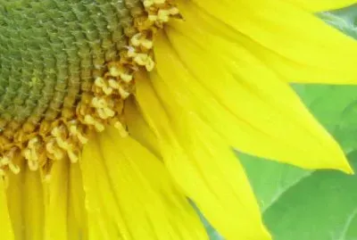 å‘æ—¥è‘µ jigsaw puzzle