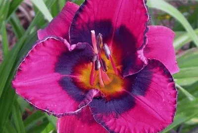 Eyes Daylily jigsaw puzzle