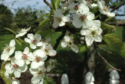 Pear Trees Blooming 5/3/14 jigsaw puzzle