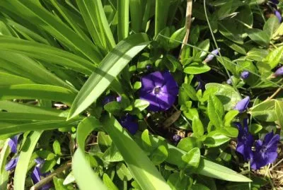 ground cover