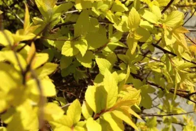 Spirea