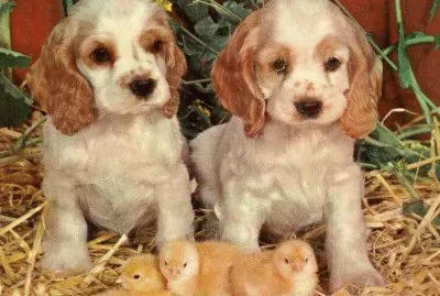 gossets jigsaw puzzle