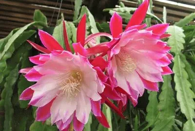 Pluma de Santa Teresa jigsaw puzzle