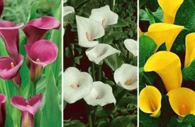 - copo de leite jigsaw puzzle