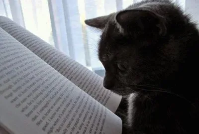 פאזל של - gato,(6)