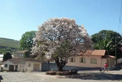 - ipe cor de rosa,(cidade PoÃ§o Fundo m.g)