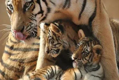 - tigre