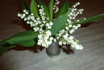 Lily of the Valley