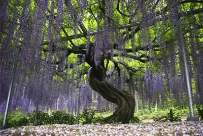 Purple Hanging Wisteria Garden
