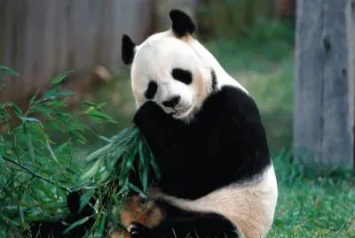 OSO PANDA
