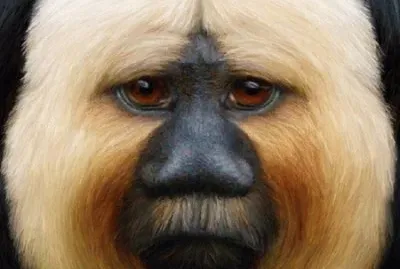 White face Saki Primate