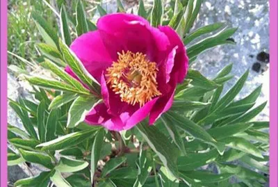 PeonÃ­a (Paeonia officinalis)