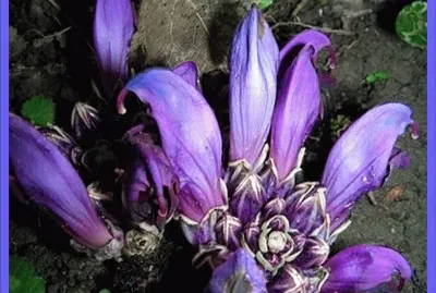 Hierba de sotierra (Lathraea clandestina)