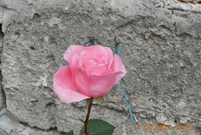 rosa rosa
