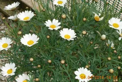 margherite jigsaw puzzle