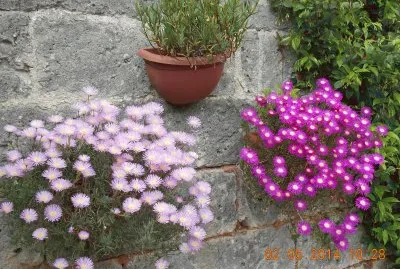 fiori