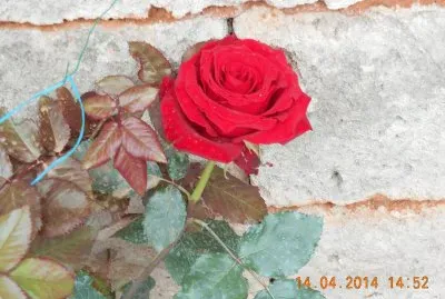 rosa rossa