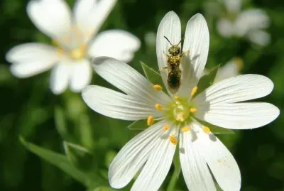 fleur des champs