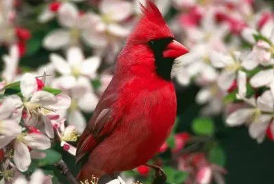 Red Cardinal