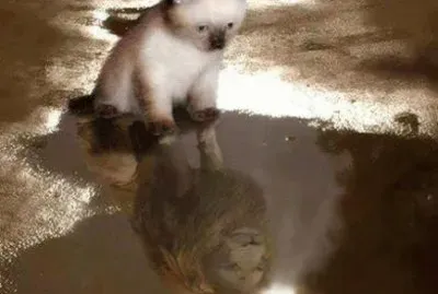 - linda,(22) jigsaw puzzle