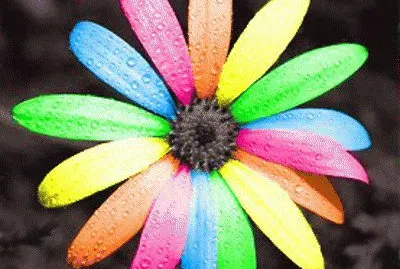 Flor Arco Ãris