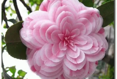 ROSA DEL JAPÃ“N