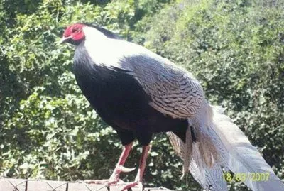 - faisÃ£o