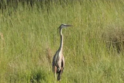 Blue Heron