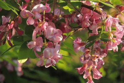 Blooms
