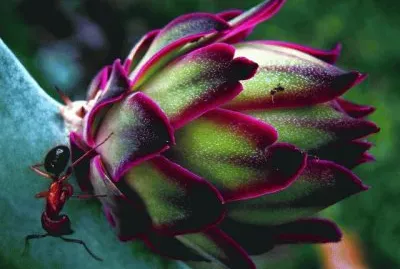 Dragon fruit