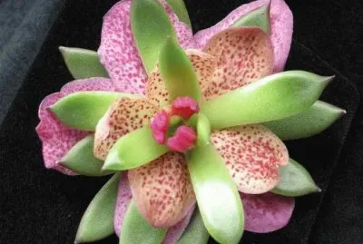 Styling Flower