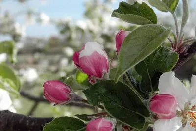 Apple Blossom