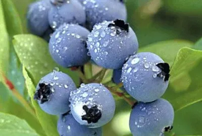Blueberries