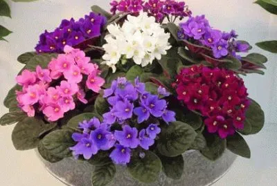 saintpaulia jigsaw puzzle