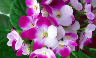 saintpaulia jigsaw puzzle