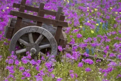 Wooden Cart in the field of Phlox  Texas