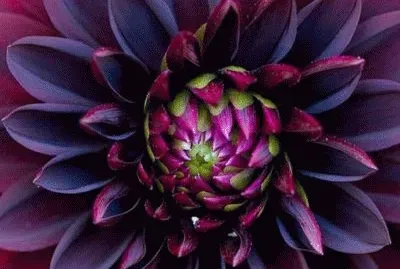 Black beauty Dahlia