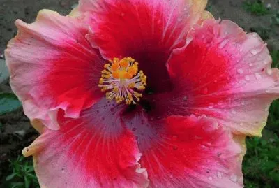 Valentine Hibiscus