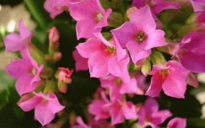 primavera jigsaw puzzle