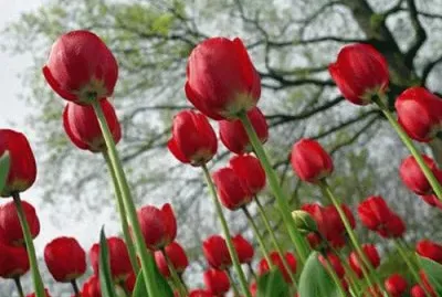 tulipas por talo jigsaw puzzle