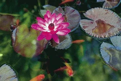 MARSU jigsaw puzzle