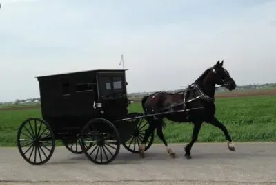 Amish Horse   Buggy
